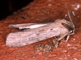 Turnacoides basipuncta